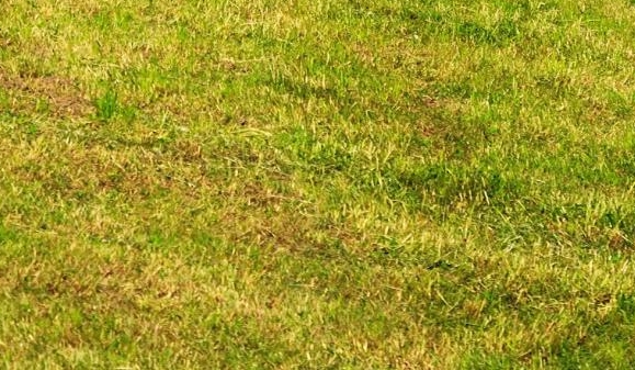 类似暴徒生活的软件