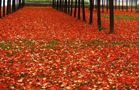 粉象生活下载app