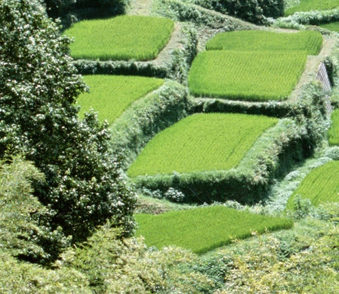 粉象生活为什么要20个合伙人