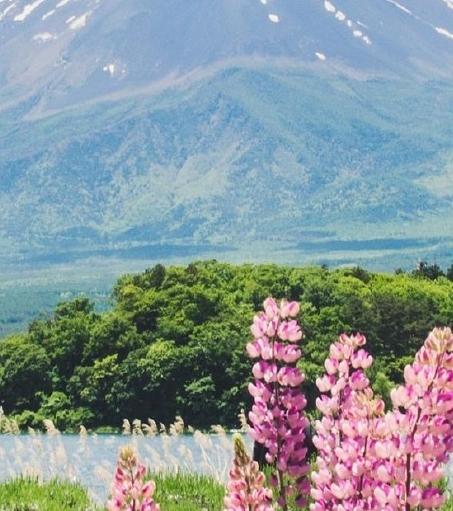 上海加盟粉象生活