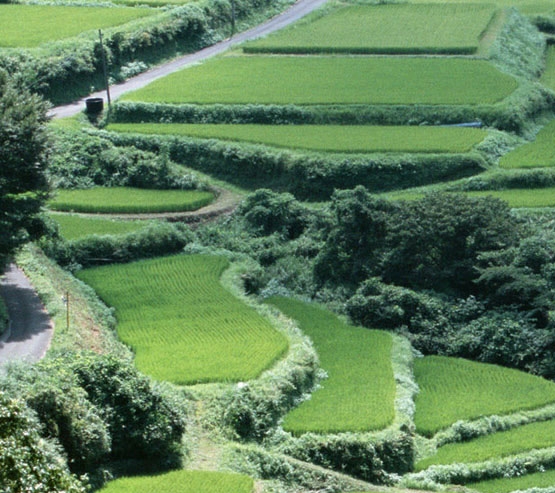 吉林高端粉象生活是什么