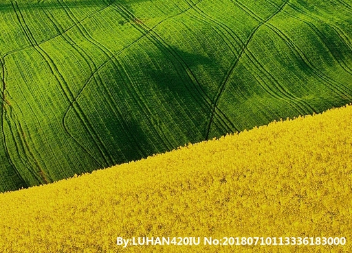 粉象生活团队有哪些人