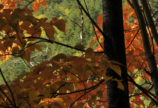 粉象生活能赚到钱吗