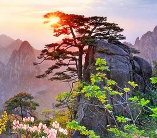 拼多多是不是退出粉象了