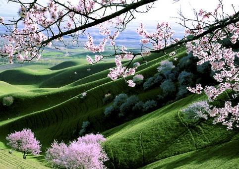 粉象怎么领佣金