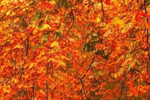 粉象生活如何做推广