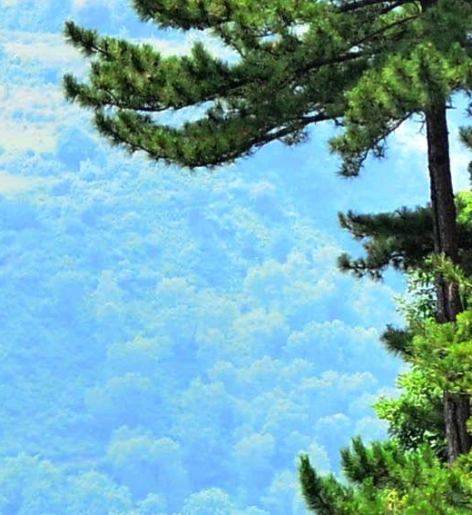 粉象生活头像制作