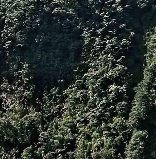 粉象生活怎么开通挂播