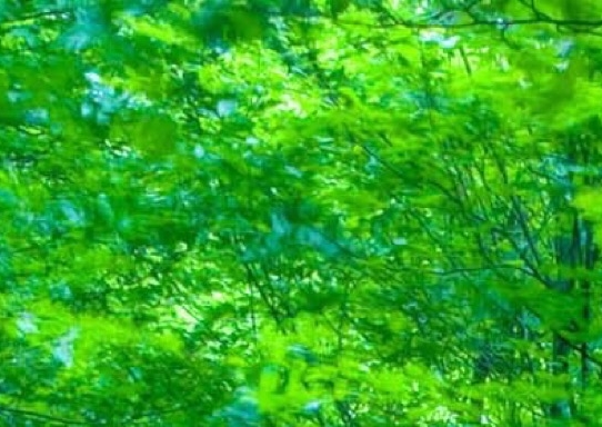 粉象生活邀请码