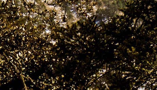 粉象生活邀请码