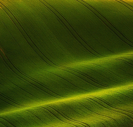 深粉象 罗斯福6号