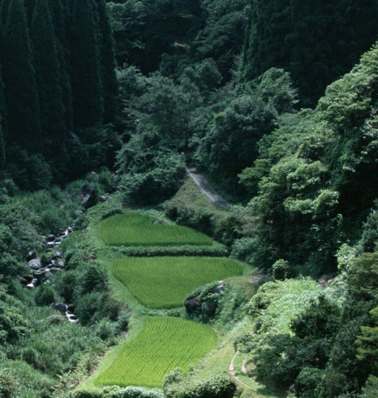 粉象生活真实图片