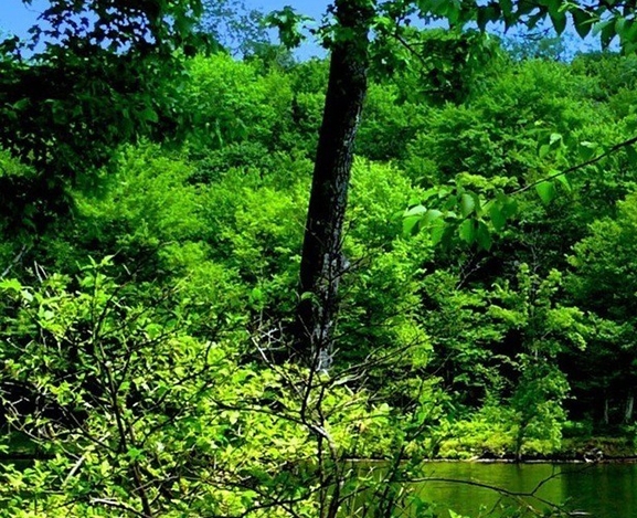 粉象生活粉丝怎么增加