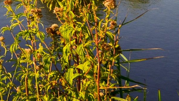 粉象生活卖货方式