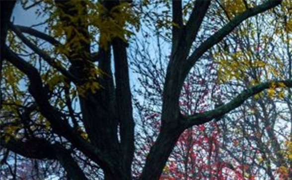 粉象生活的用户都是谁