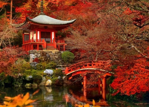 粉象生活的粉象多在哪里