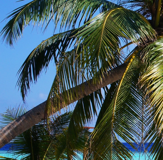 粉象生活开店怎么推广