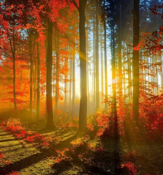 粉象生活怎么赚钱