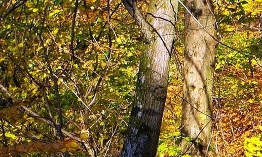 粉象生活app下载