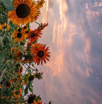 粉象生活怎么快速推广