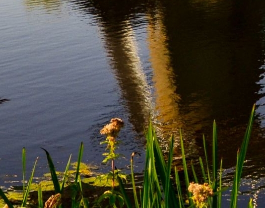 如何在粉象领取优惠券