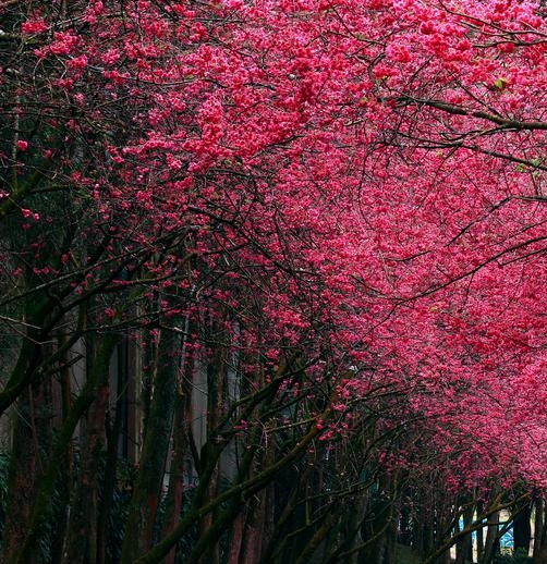粉象生活邀请人