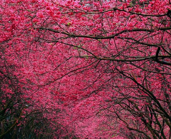 粉象生活是什么