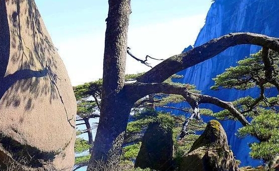 粉象生活领纸巾