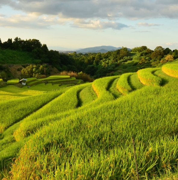 粉象生活能不能加微信