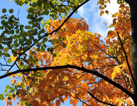 粉象生活软件是干嘛的