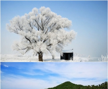 小雅象和小白熊哪个好