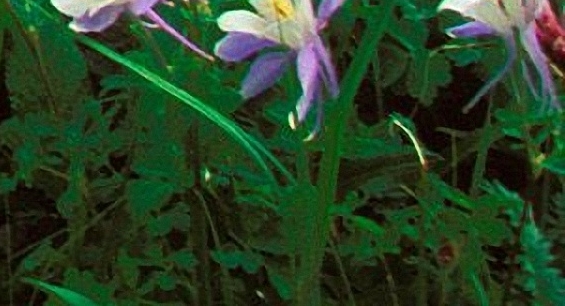 粉象积分用来做什么