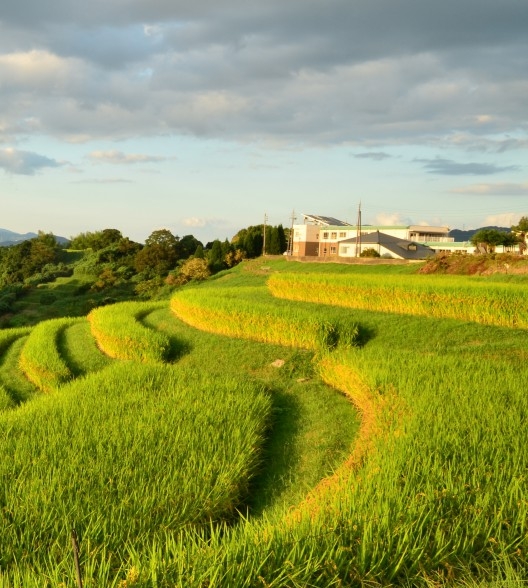 粉象生活打卡分现金