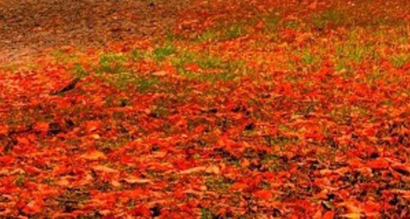 安徽粉象生活推广