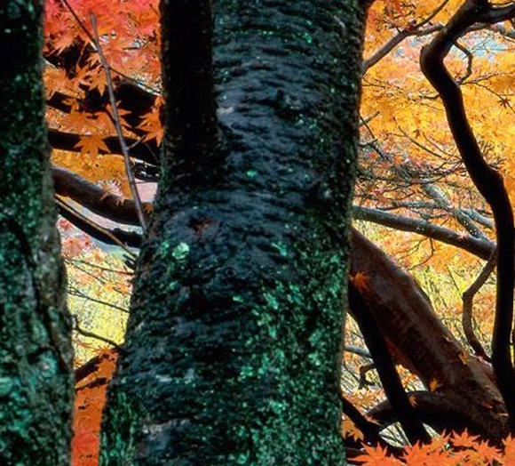 杭州啤酒品牌 粉象