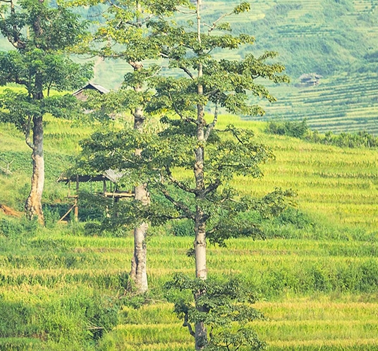 比利时粉象红啤酒