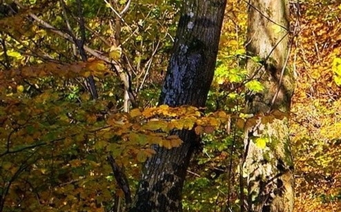 粉象生活凉了吗