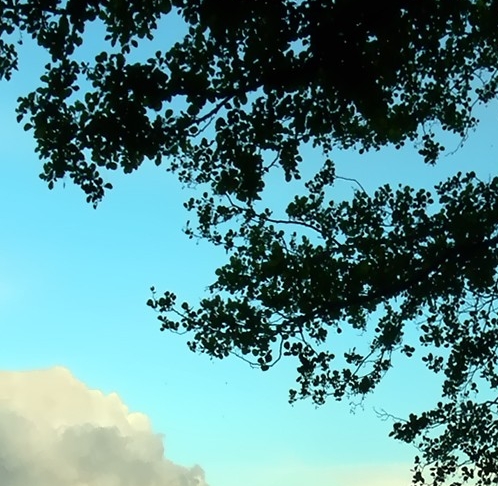 粉象生活邀请码