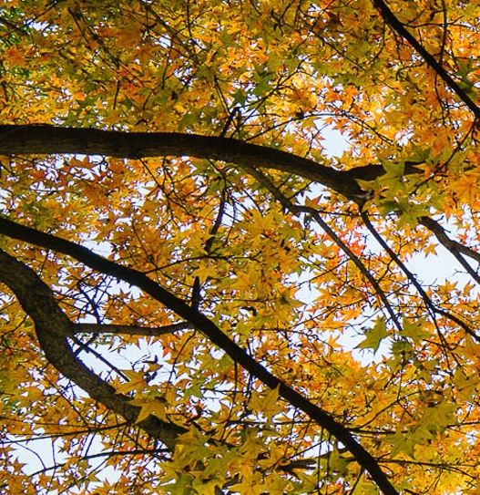 你们是怎么推广粉象的