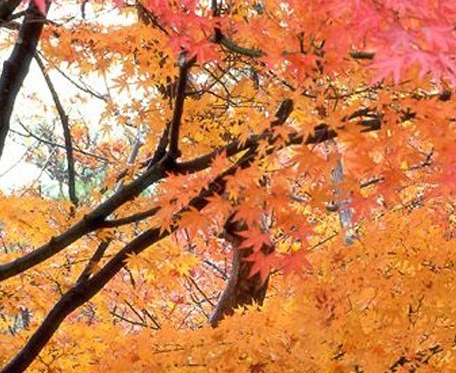 百跃古象乳羊粉