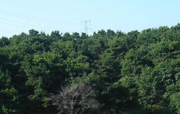 浅粉象啤酒介绍