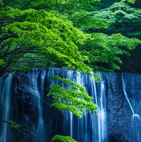 粉象生活下载app