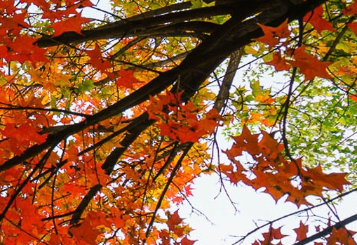 粉象生活里一键发单