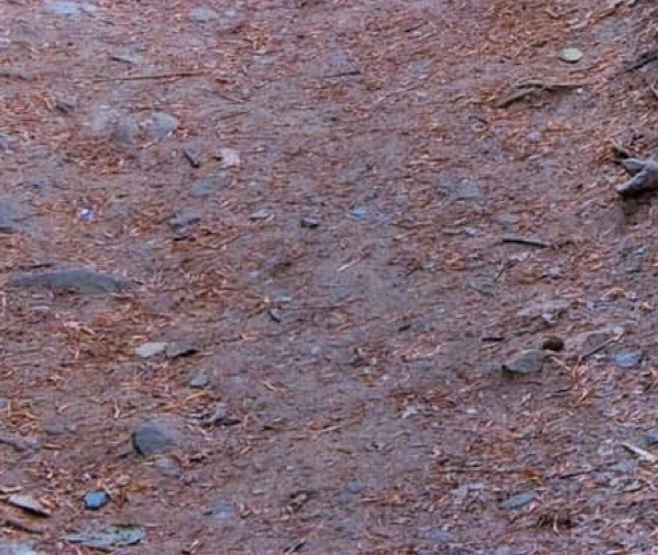 粉象生活免费看