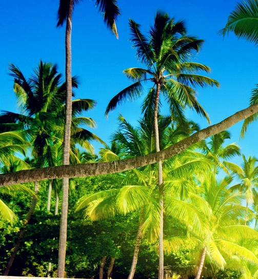 粉象生活下载app