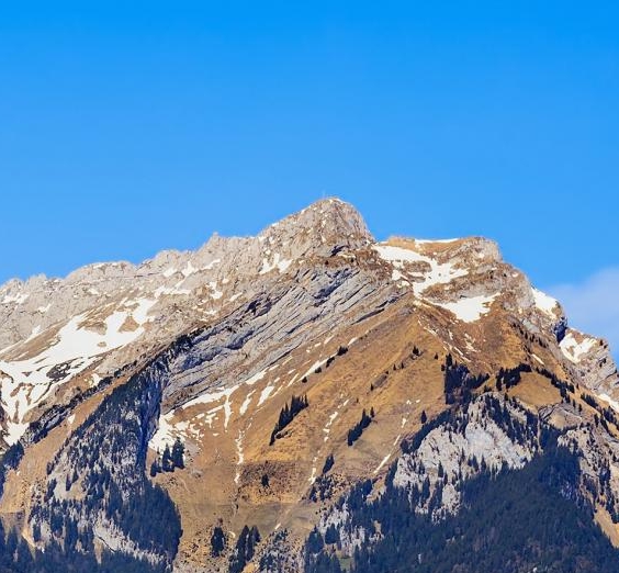 深粉象和浅粉象哪个好