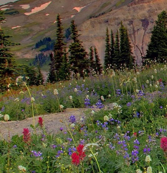 粉象生活哪个长远