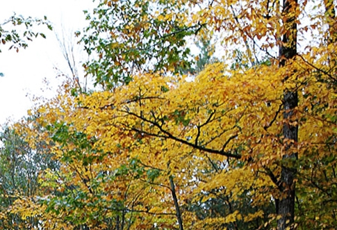 粉象生活粉丝怎么增加