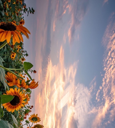 粉象生活里的返现要等一个月