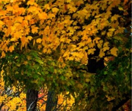 粉象生活的现金如何提现